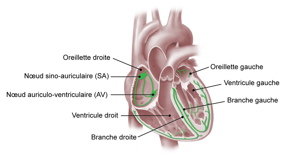 Illustration médicale des sections du coeur montrant les oreillettes, les noeuds, les ventricules et les branches.