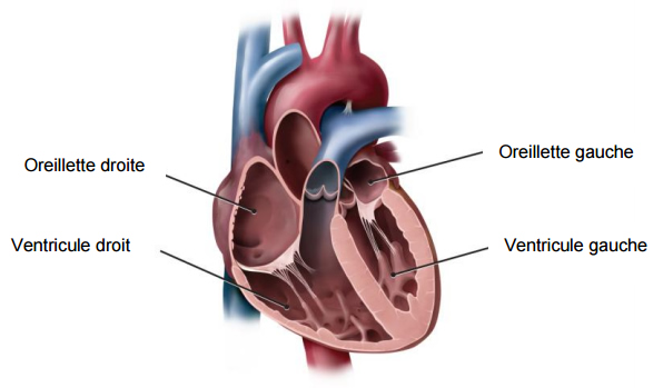 Illustration médicale d'un coeur montrant les oreilles gauche et droite, qui collectent le sang qui revient vers le coeur, et les ventricules gauche et droits qui pompent le sang hors du coeur.