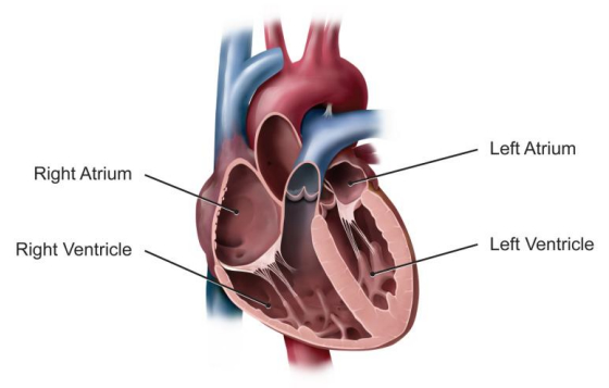 Medical illustration of a heart showing the left and right atria, which collect blood returning to the heart, and the left and right ventricles, which pump the blood away from the heart.