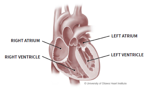 Medical illustration of the heart showing the atria and ventricles. The valves between these chambers open to let blood flow through and close to prevent blood from flowing back.
