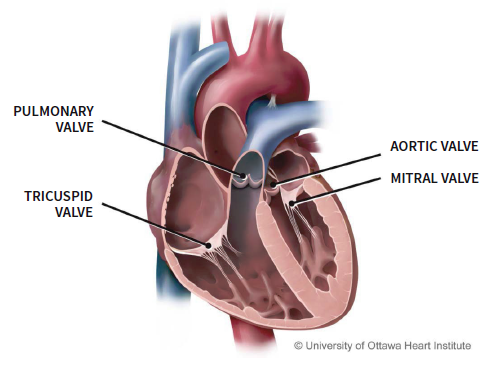 Diagram of a heart showing the pulmonary, tricuspid, aortic and mitral valves.