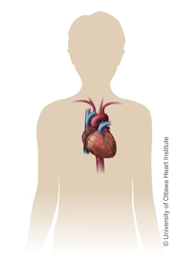 Medical illustration of the heart inside the body.