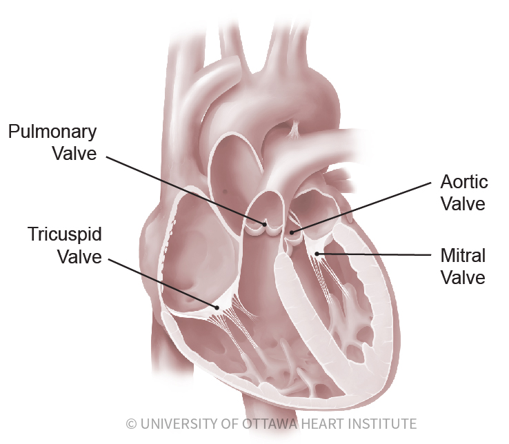 Illustration showing the heart valves: pulmonary valve, tricuspid valve, aortic valve and mitral valve