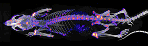 A mouse MDP (methylene diphosphonate) bone metabolism SPECT/CT study. This is used in nuclear medicine for several indications including the spread of cancer to the bones. The CT is shown in gray-scale while the SPECT bone metabolism data is shown in pseudo-colour where red/white indicates high metabolism and blue/black indicates low. There is no disease in this image.