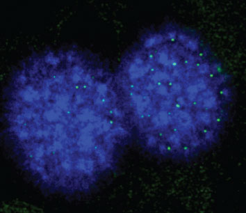 Two blue cell nuclei