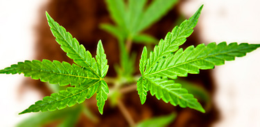 Une plante de marijuana