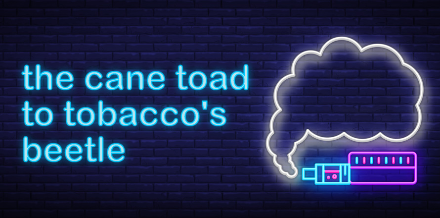 Banner image: The Cane Toad to tobacco's beetle