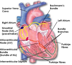 UOHI Cardiac Assessment Tutorial