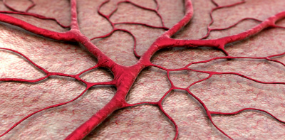 Small blood vessels