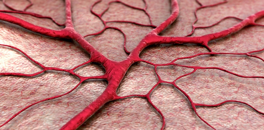 Small blood vessels