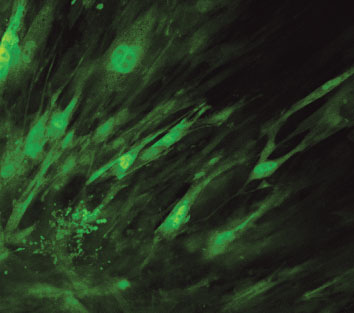 Cardiac progenitor cells (green) are produced in culture from mouse heart tissue (bottom left) in the laboratory of Dr. Darryl Davis.